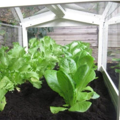 Access Glass Cloche -GreenHaven Shop ACCCLO3