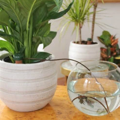 Blumat Automatic Pot Plant Waterers -GreenHaven Shop BAPPW5