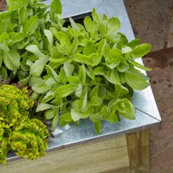 Forest Garden Cambridge Planter -GreenHaven Shop FGCPK2