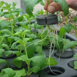 Hydropod Propagator -GreenHaven Shop HYCP12