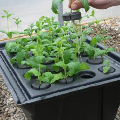 Hydropod Propagator -GreenHaven Shop HYCP13