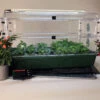 Deluxe EarlyGrow Propagator 1 Deluxe EarlyGrow Propagator -GreenHaven Shop MPEARLPDLX2