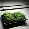 Cosmorrow LED Grow Lights 2 Cosmorrow LED Grow Lights -GreenHaven Shop MXCGLLB4710