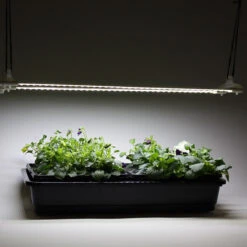 Cosmorrow LED Grow Lights -GreenHaven Shop MXCGLLB4711