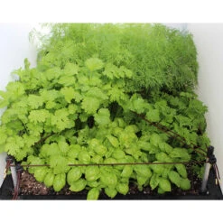 Ergrownomics - Three Planter Set -GreenHaven Shop OPM8 9d87b40f 7b13 4442 9a05 f67531ce515b