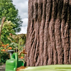 Evergreen 475 Litre Tree Stump Water Butt -GreenHaven Shop PTEVE7