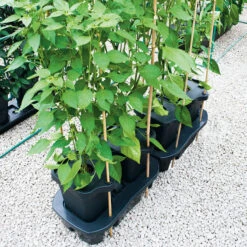 Quadgrow Planter 21 Quadgrow Planter -GreenHaven Shop QGP13