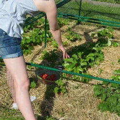 1' 6" High X 8' Wide Fruit & Vegetable Cage -GreenHaven Shop fc1684