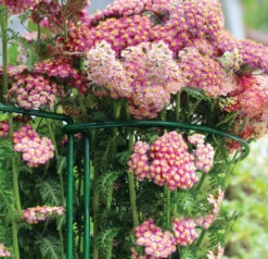 Gard N Hoop -GreenHaven Shop gnh3 1