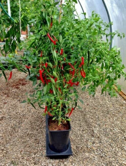 Triplegrow Planter Chillegrow -GreenHaven Shop gstgp12