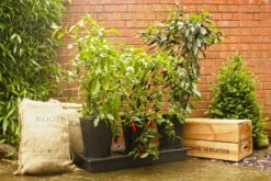 Triplegrow Planter Chillegrow -GreenHaven Shop gstgp13