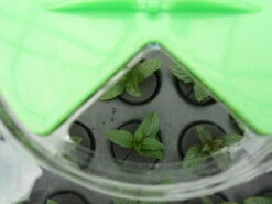 Hydropod Propagator -GreenHaven Shop hycp11 1 4