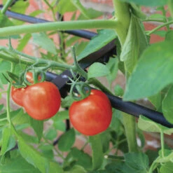 Tomato Crop-Booster Frame 10 Tomato Crop-Booster Frame -GreenHaven Shop image 108259