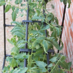 Tomato Crop-Booster Frame 9 Tomato Crop-Booster Frame -GreenHaven Shop image 108260