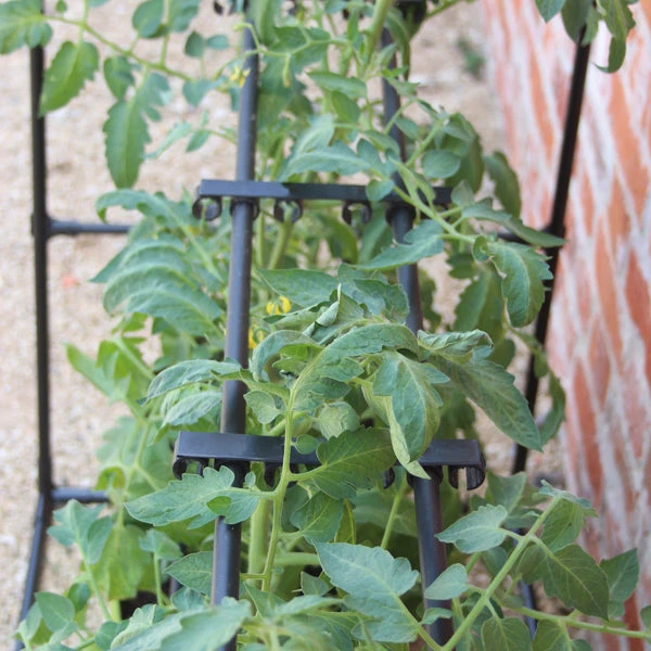 Tomato Crop-Booster Frame 5 Tomato Crop-Booster Frame - Image 3