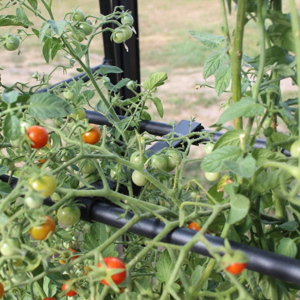 Tomato Crop-Booster Frame 4 Tomato Crop-Booster Frame - Image 2