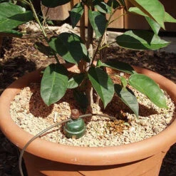 Tropf Blumat Tank Kit -GreenHaven Shop image 139460