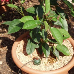 Tropf Blumat Tank Kit -GreenHaven Shop image 139462