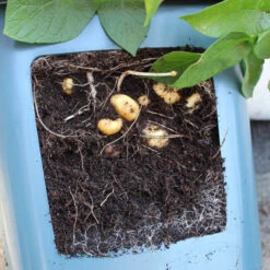 Potato Pots -GreenHaven Shop image 139513