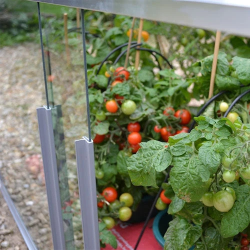 Access Double Tomato House 5 Access Double Tomato House - Image 3