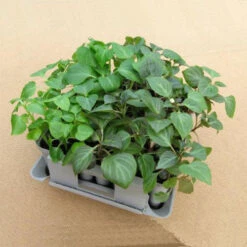 Compact Plant Trainer -GreenHaven Shop image 65984