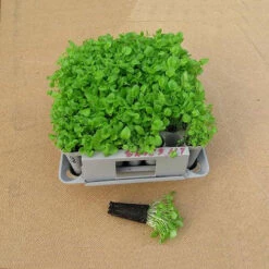 Compact Plant Trainer -GreenHaven Shop image 65985