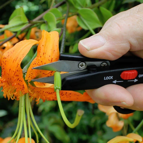 Darlac Deadheading Snips 4 Darlac Deadheading Snips - Image 2