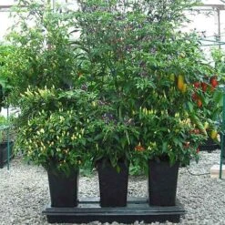 Triplegrow Planter Chillegrow -GreenHaven Shop image 83432