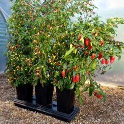 Triplegrow Planter Chillegrow -GreenHaven Shop image 83434
