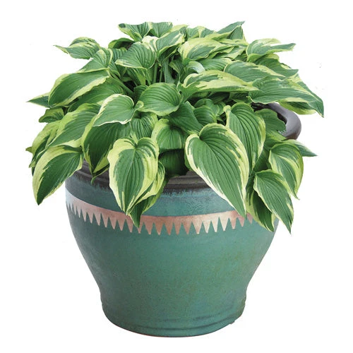 No Go Slug And Snail Copper Tape 3 No Go Slug And Snail Copper Tape