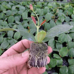 Jiffy 7 Pellets -GreenHaven Shop jb2