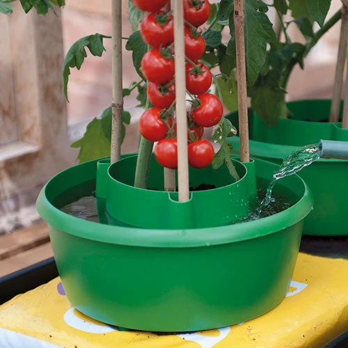 Plant Halos 7 Plant Halos - Image 5