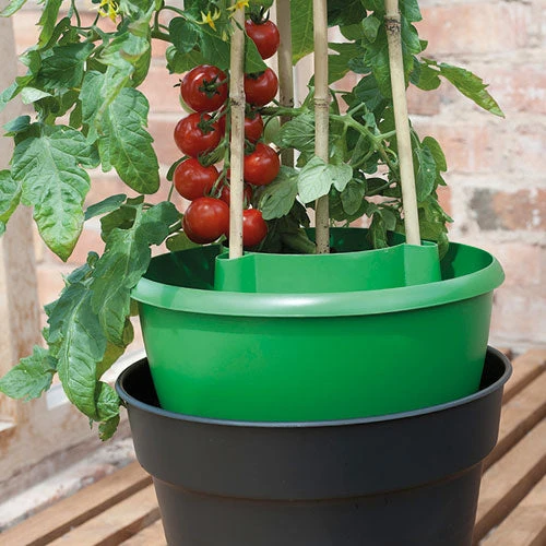 Plant Halos 10 Plant Halos - Image 8