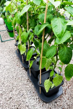 Quadgrow Planter 19 Quadgrow Planter -GreenHaven Shop qgp11