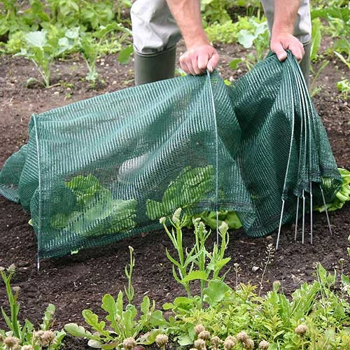 Tunnel Cloche 12 Tunnel Cloche - Image 10