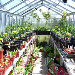 Two Tier Standard Up Staging 20 Two Tier Standard Up Staging -GreenHaven Shop usstt7